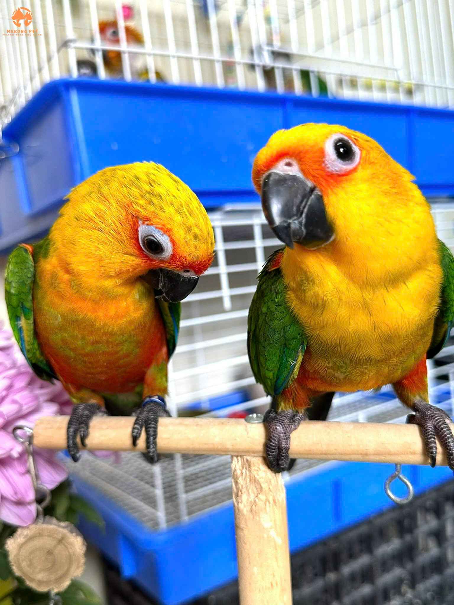 Vẹt Jenday – Người Bạn Sắc Màu Đầy Thông Minh Và Đáng Yêu